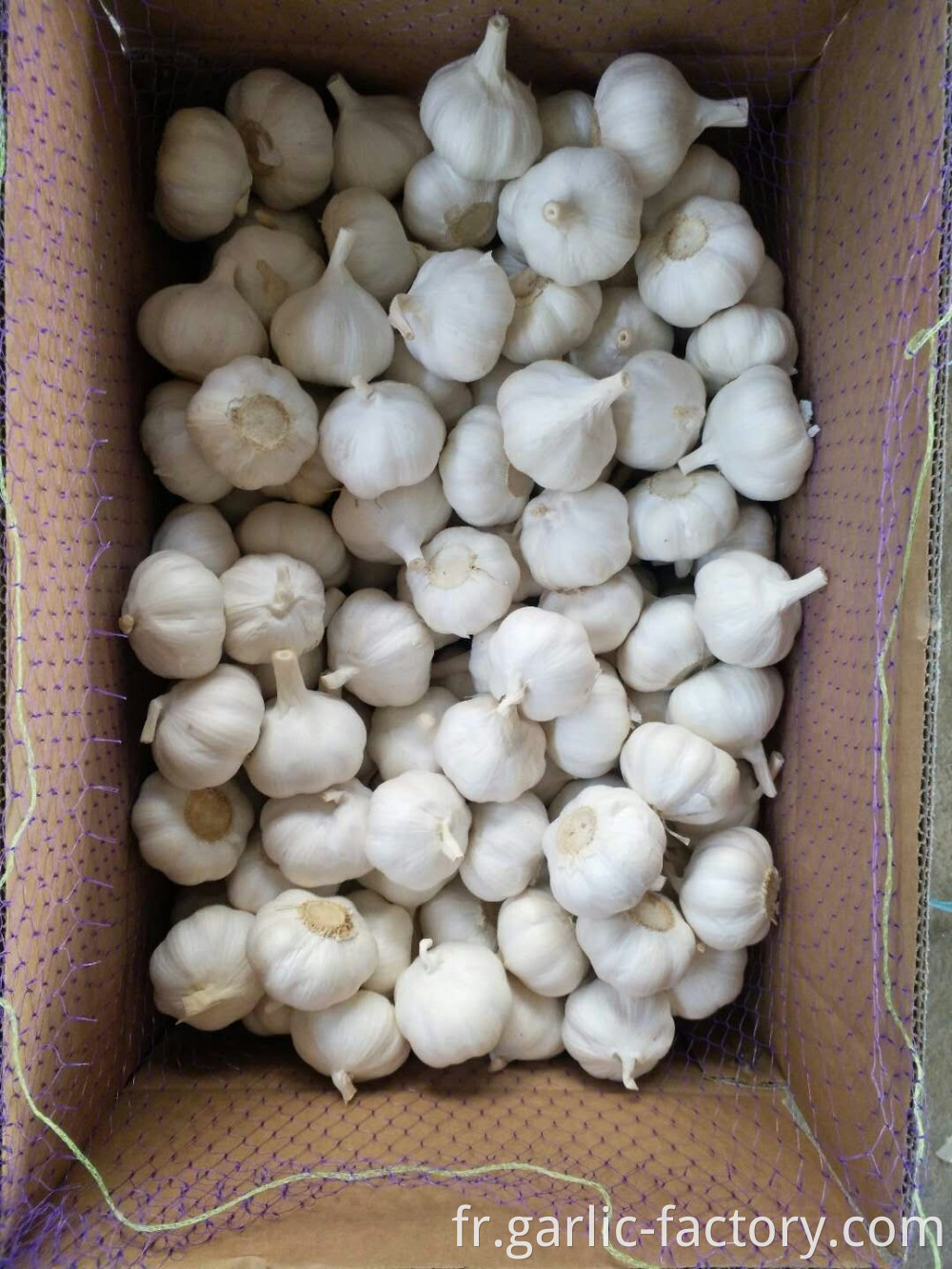 High Quality Fresh Garlic